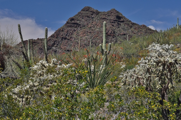 mountains and saguaros